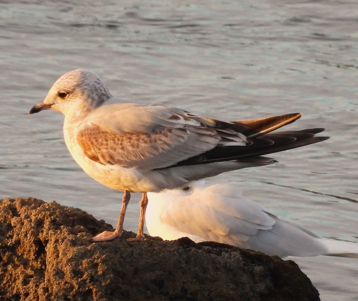 Common Gull - ML628773043