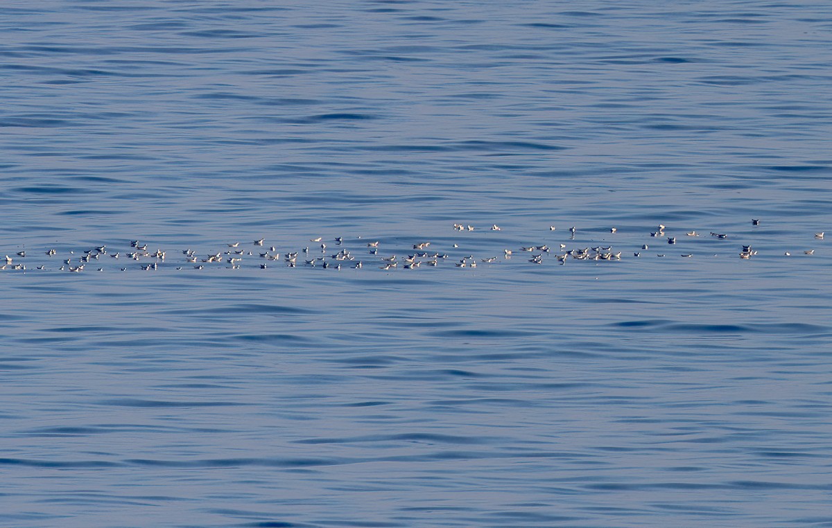 Red-necked Phalarope - Hakan Sivencrona