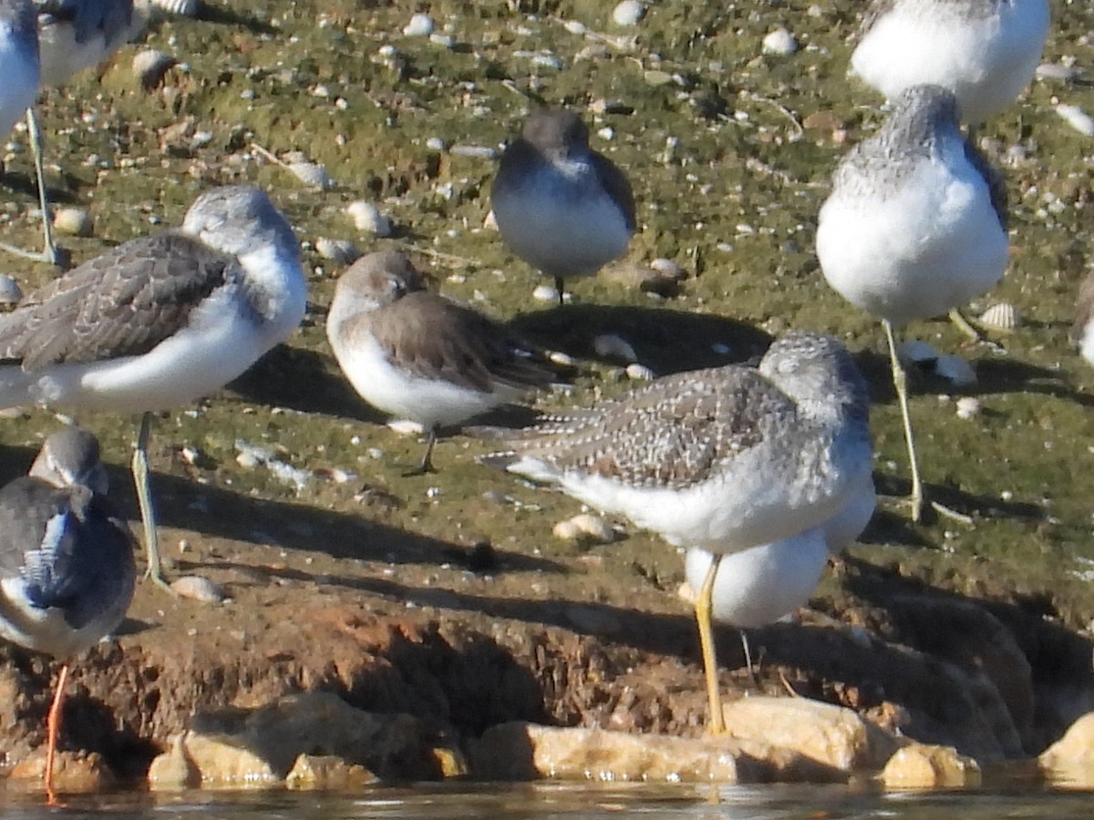Greater Yellowlegs - ML628773213
