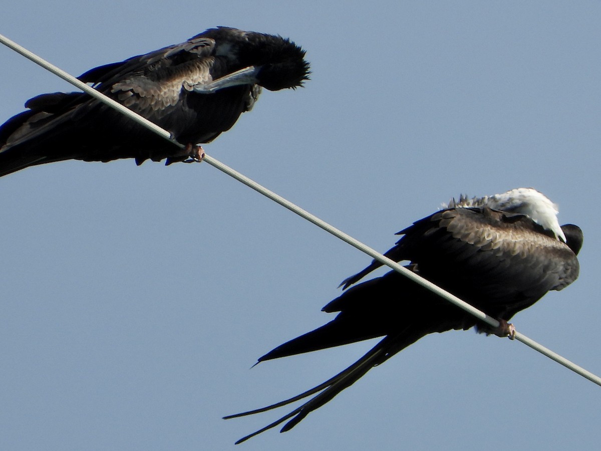 Magnificent Frigatebird - ML628773357
