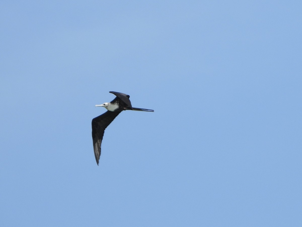 Magnificent Frigatebird - ML628773358