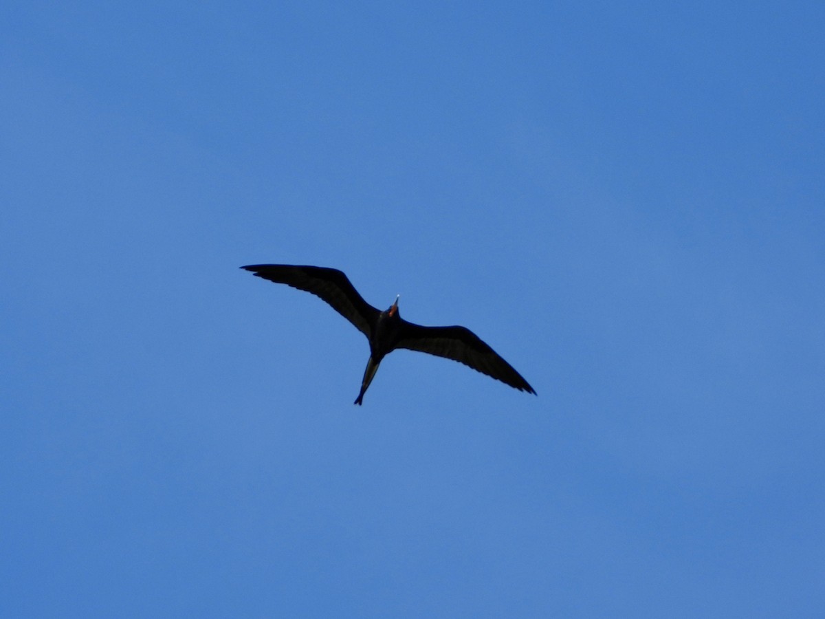 Magnificent Frigatebird - ML628773359