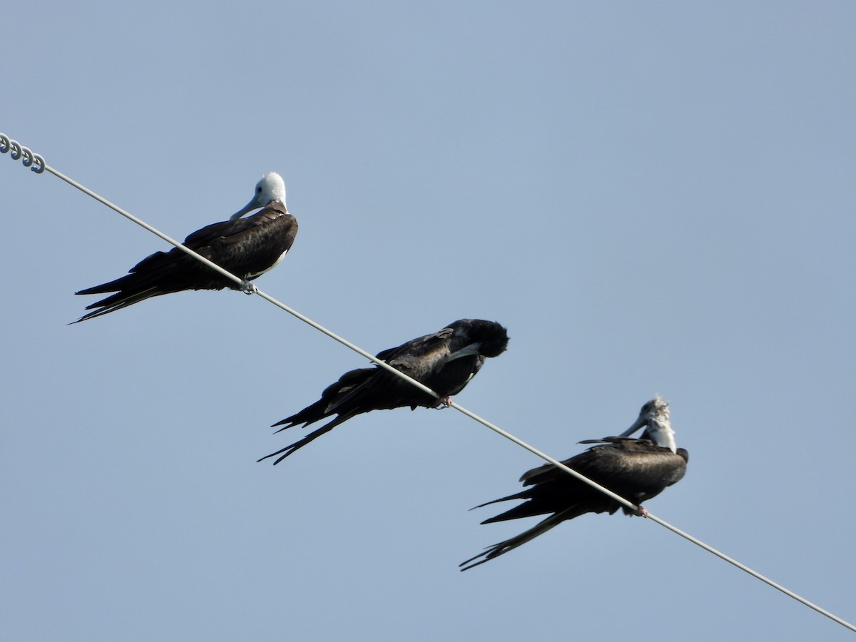 Magnificent Frigatebird - ML628773360