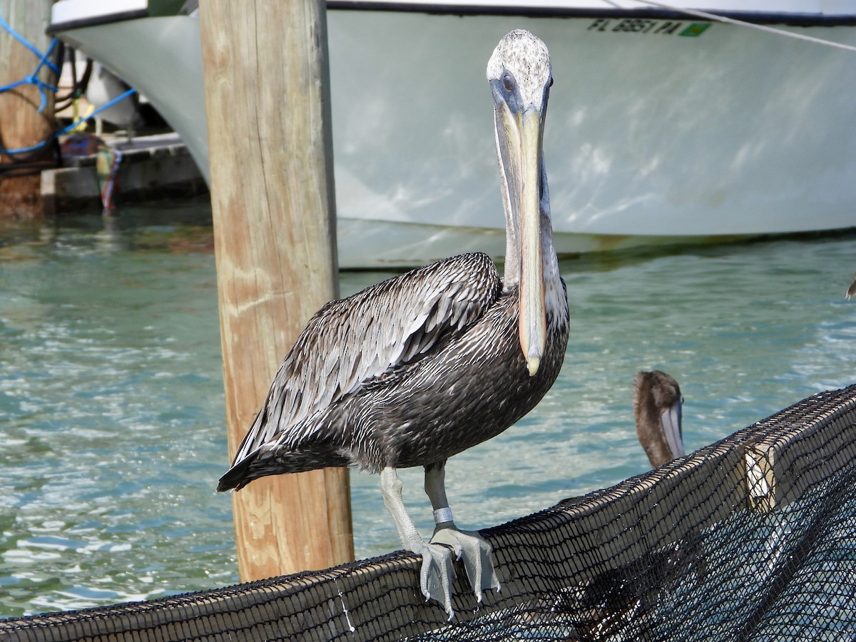 Brown Pelican - ML628773383