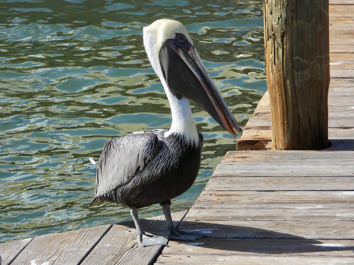 Brown Pelican - ML628773384