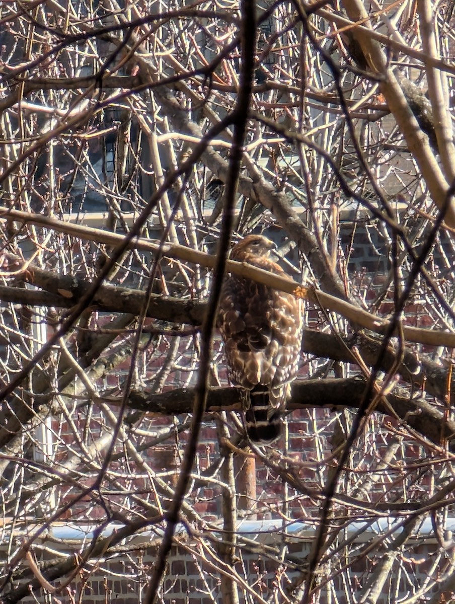 Red-shouldered Hawk - ML628773412