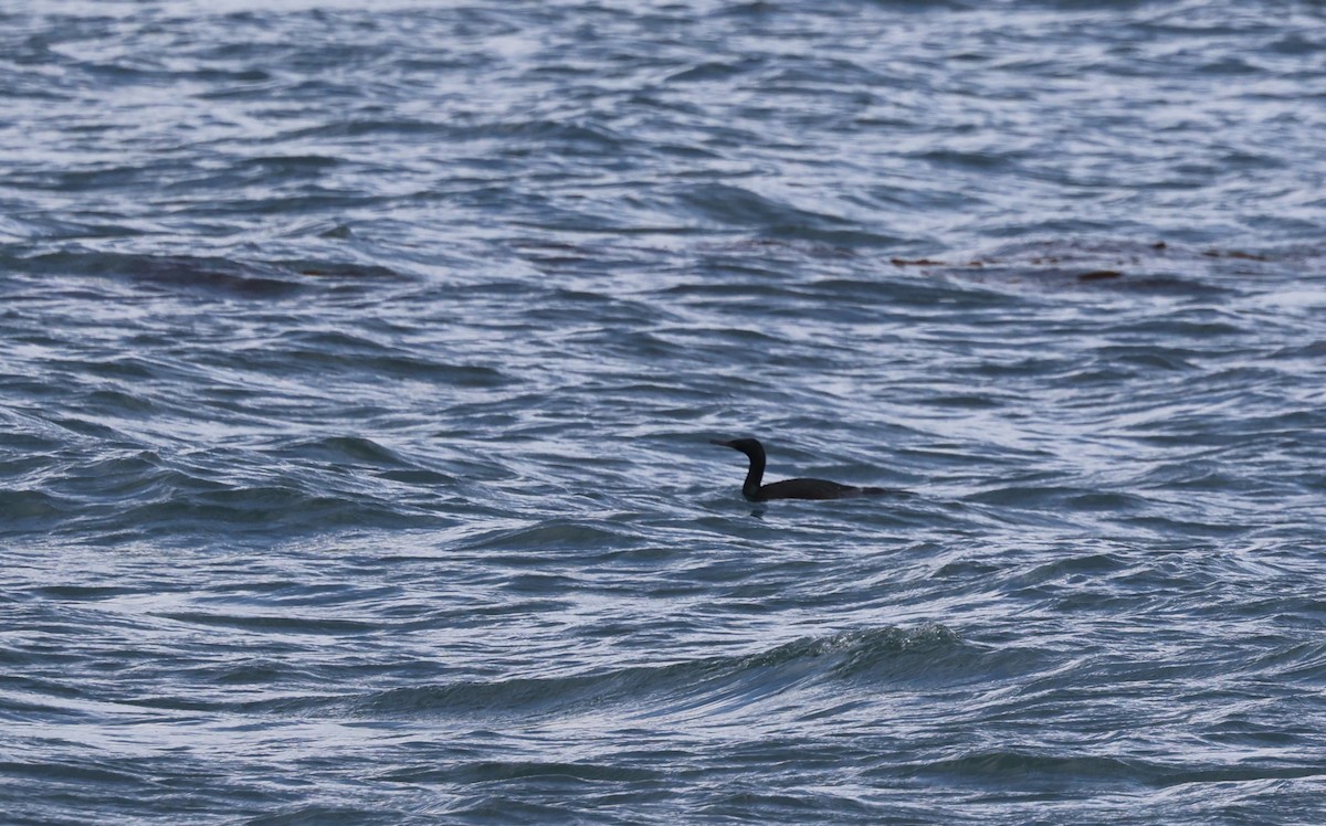 Pelagic Cormorant - ML628773445