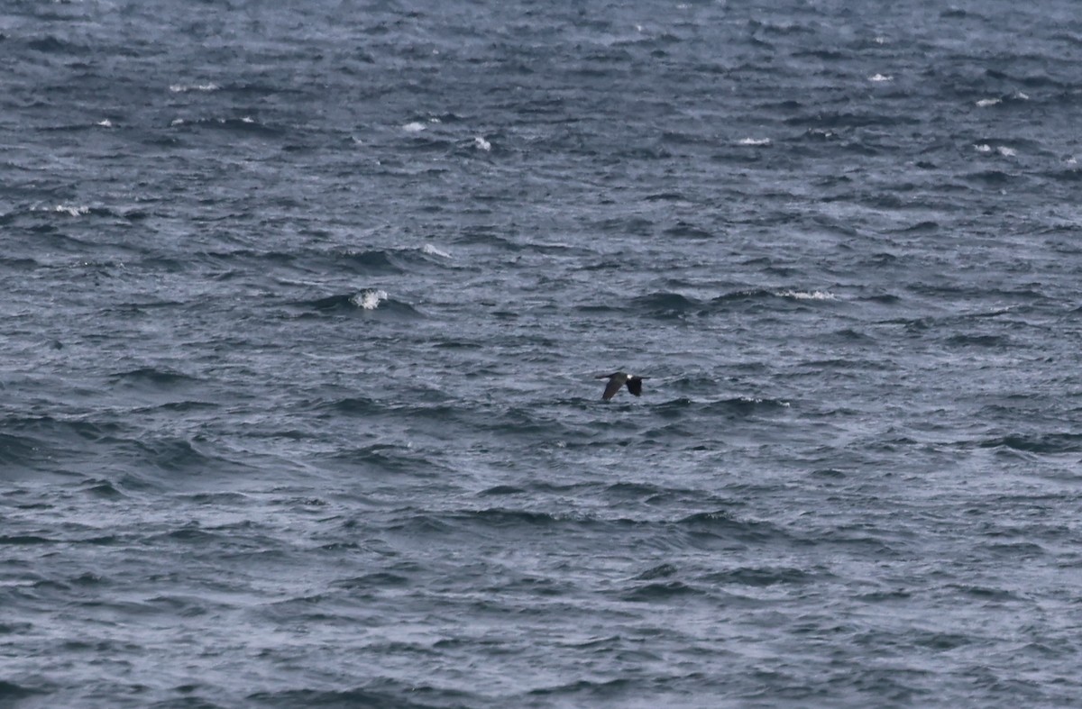 Pelagic Cormorant - ML628773451
