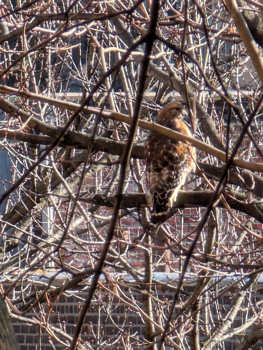 Red-shouldered Hawk - ML628773506