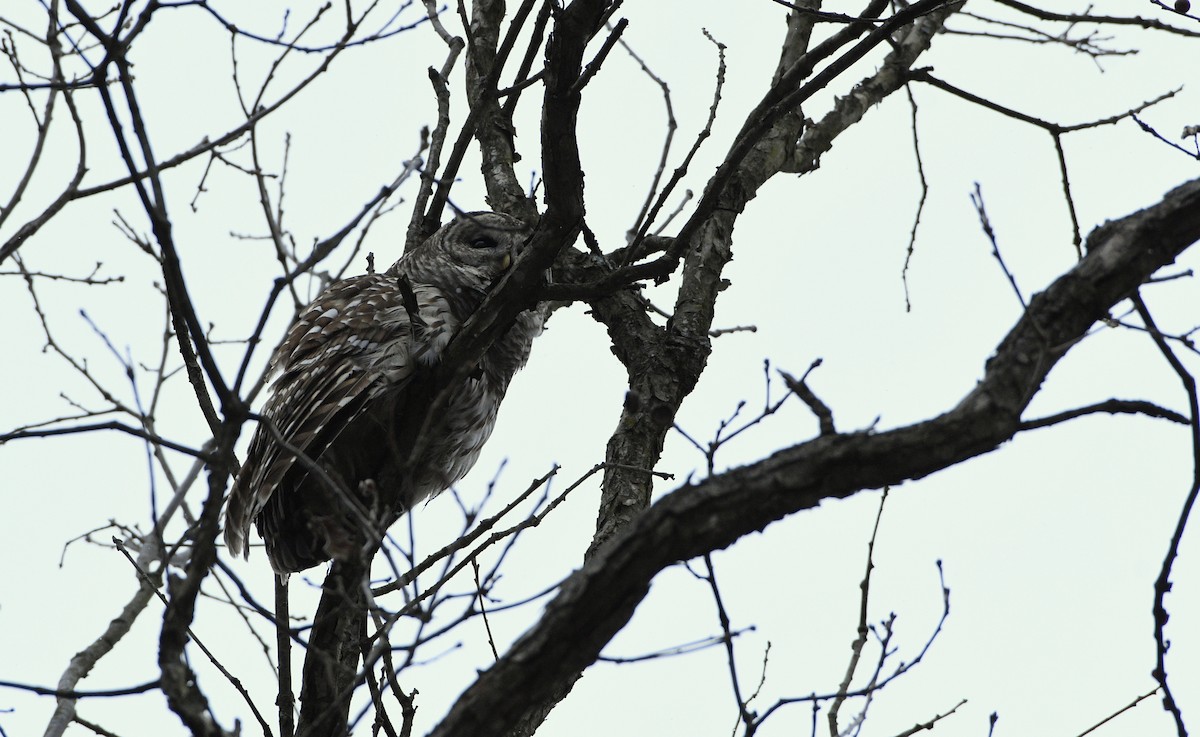 Barred Owl - ML628773705