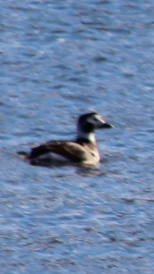 Pennsylvania Bird Atlas Checklist - 8 Jan 2025 - Harveys Lake - 7 Species