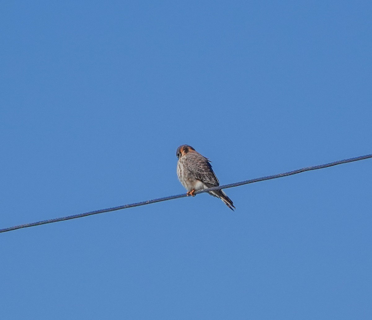 American Kestrel - ML628773798