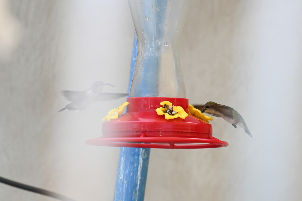 Mexican Sheartail - ML628773888