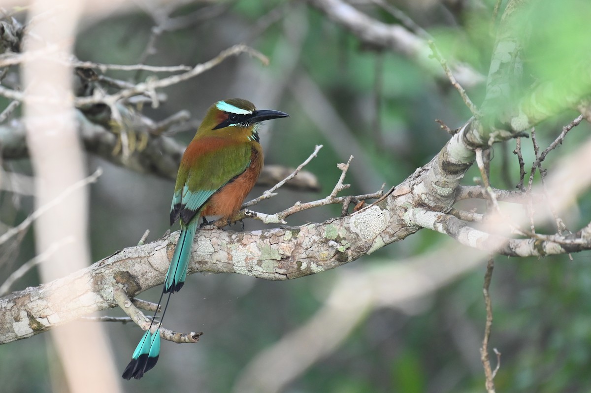 Turquoise-browed Motmot - ML628773934