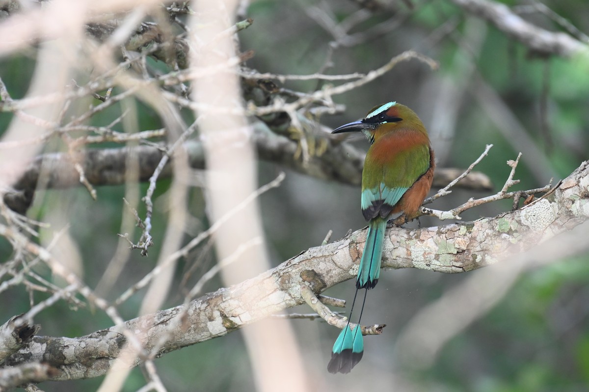 Turquoise-browed Motmot - ML628773935