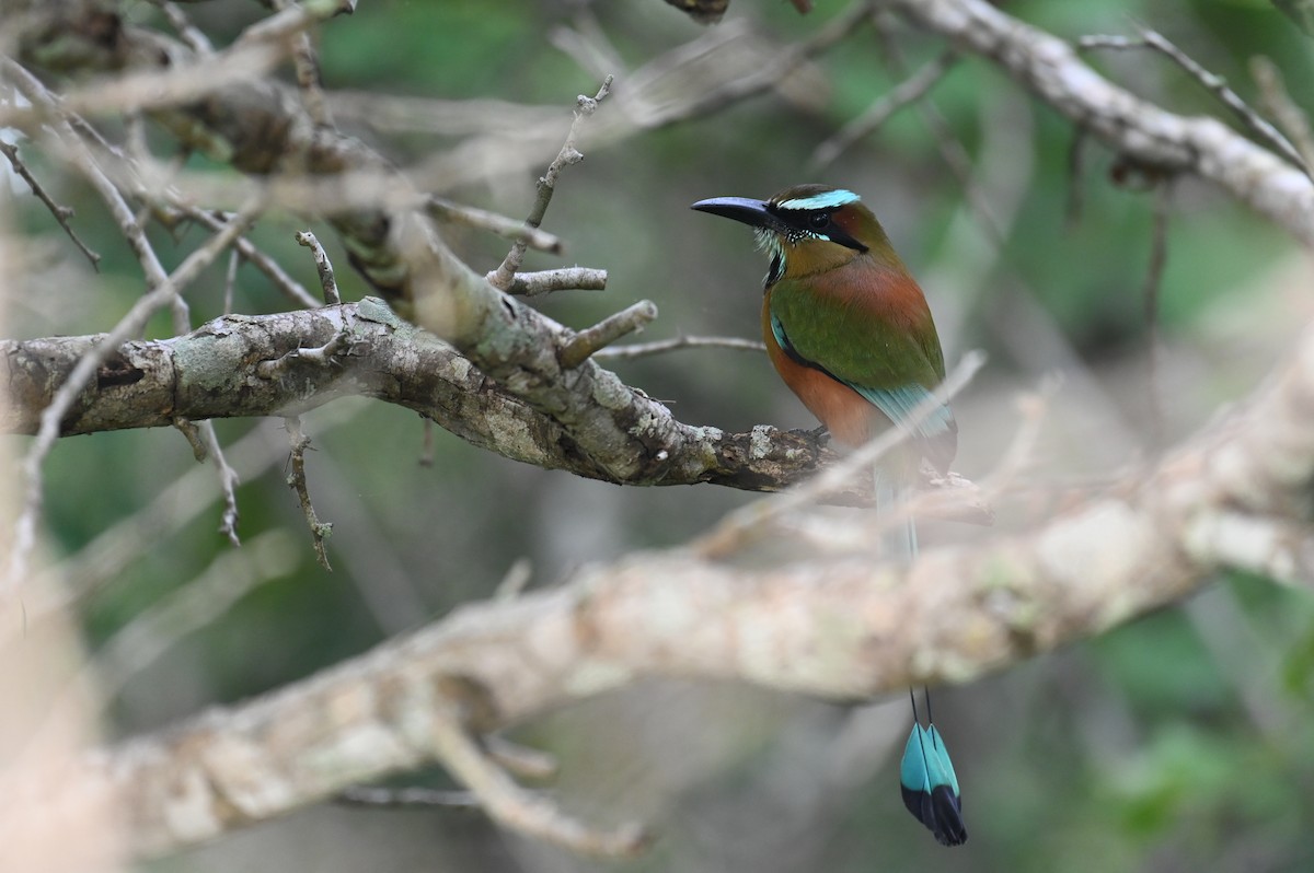 Turquoise-browed Motmot - ML628773936