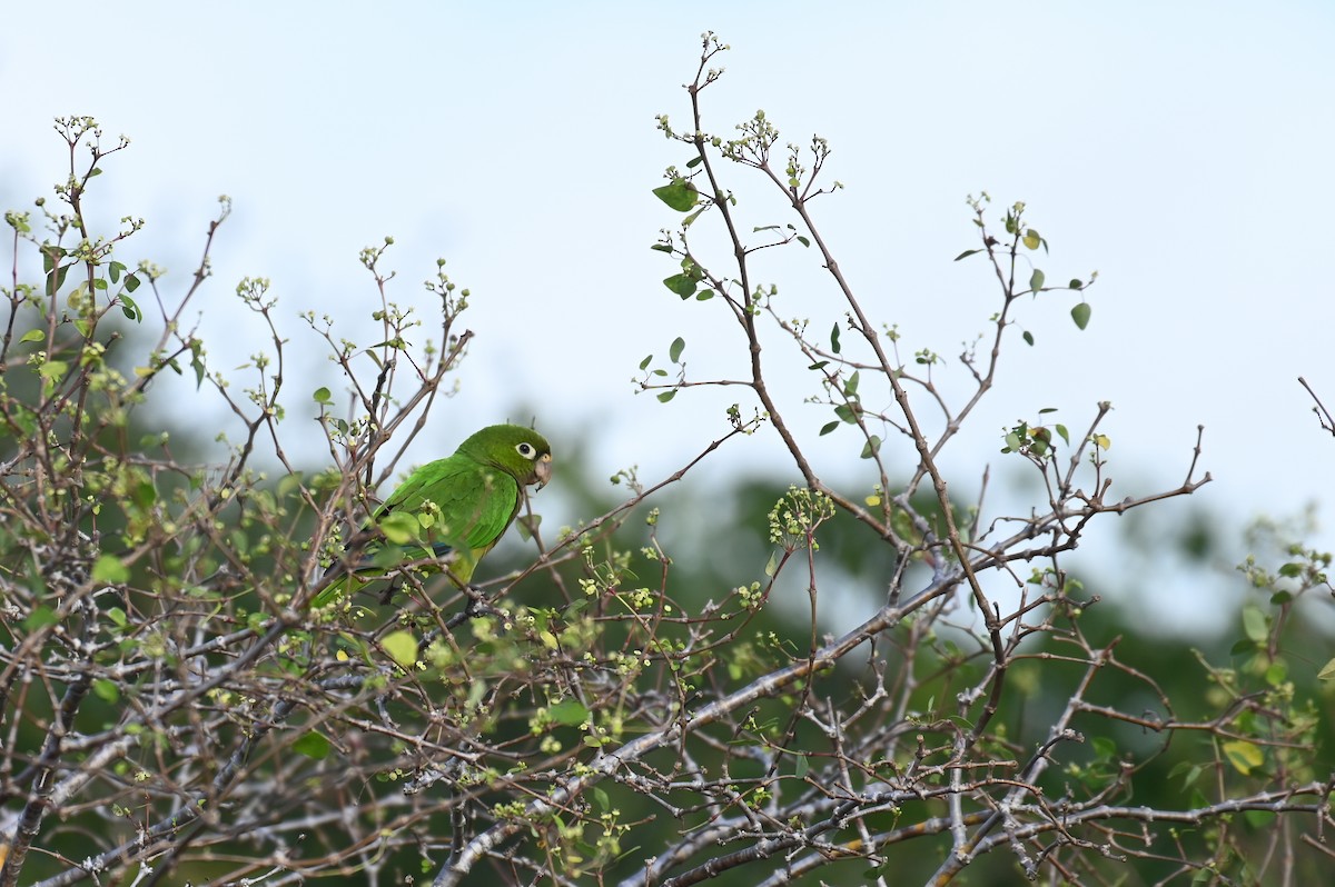 Olive-throated Parakeet (Aztec) - ML628773966