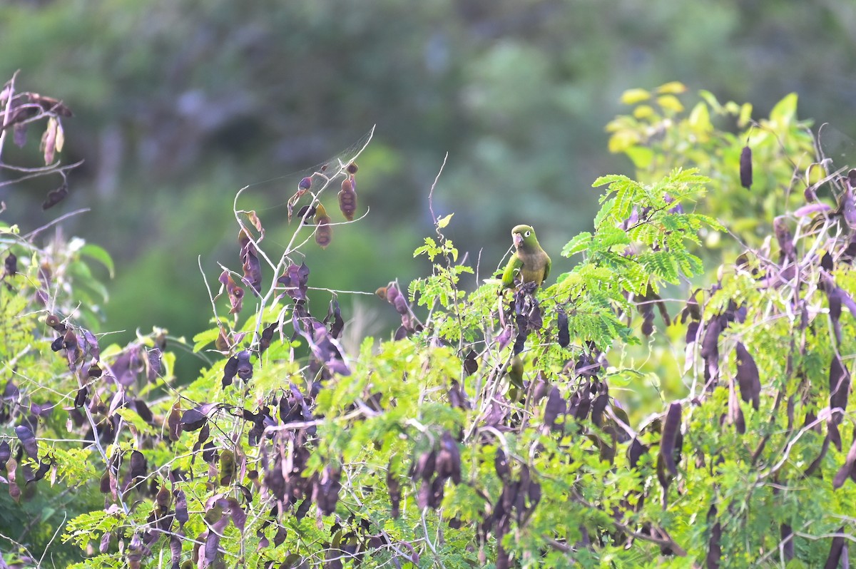 Olive-throated Parakeet (Aztec) - ML628773968