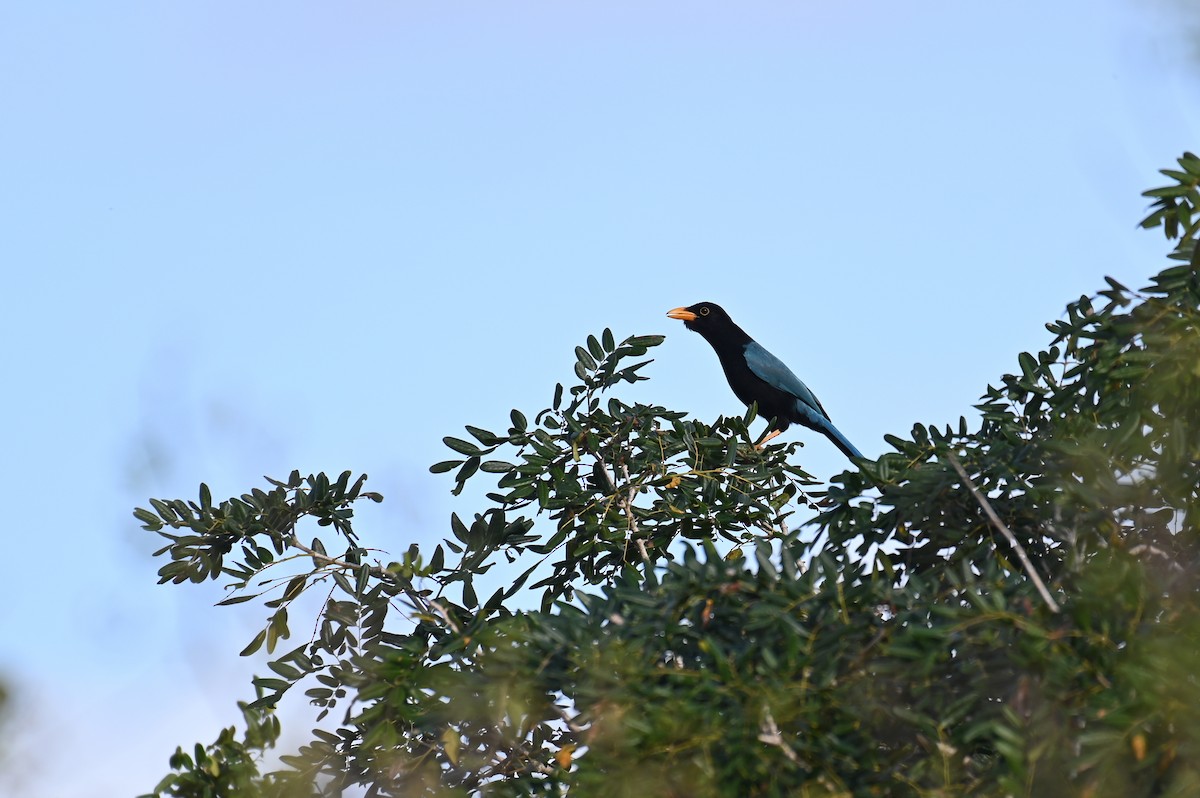 Yucatan Jay - ML628773974