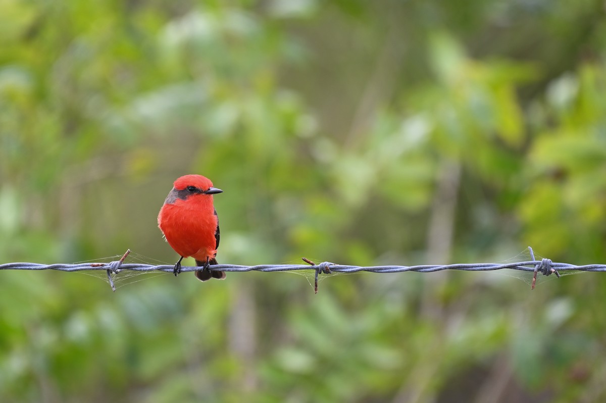 Vermilion Flycatcher (Northern) - ML628773989