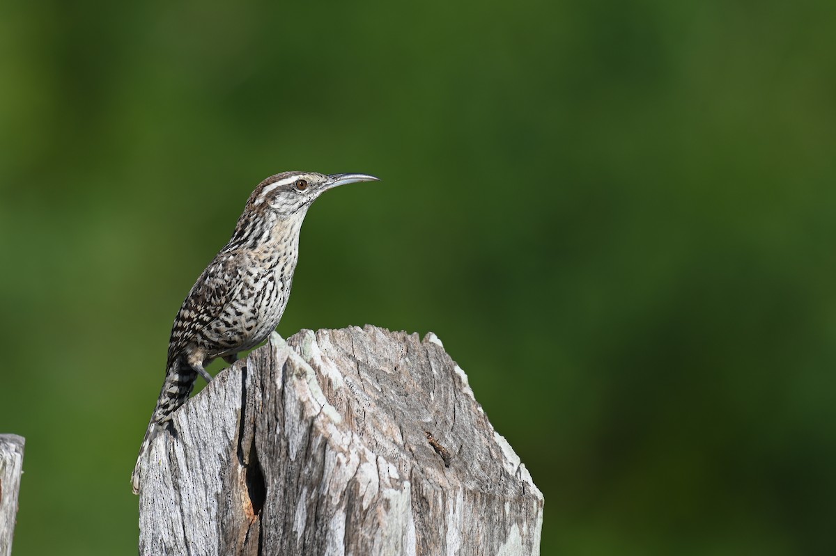 Yucatan Wren - ML628774009