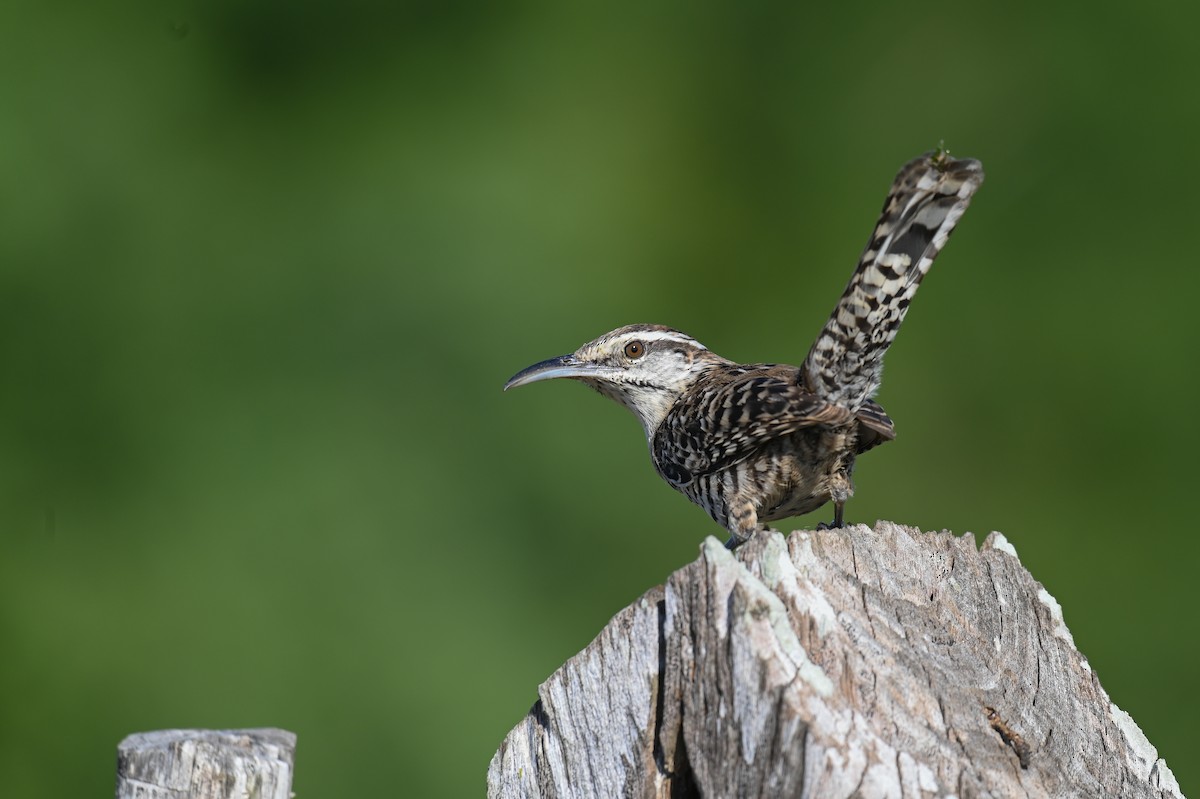 Yucatan Wren - ML628774010