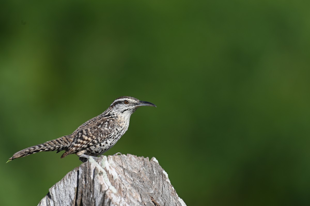 Yucatan Wren - ML628774013
