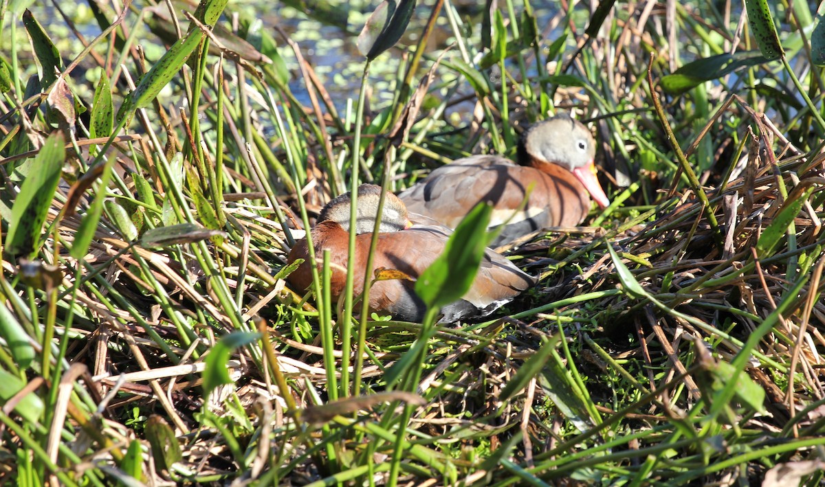 Black-bellied Whistling-Duck - ML628774672