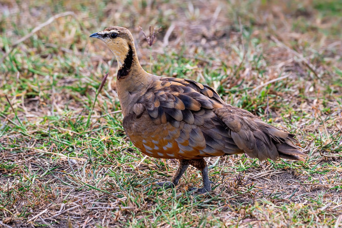 Yellow-throated Sandgrouse - ML628774824