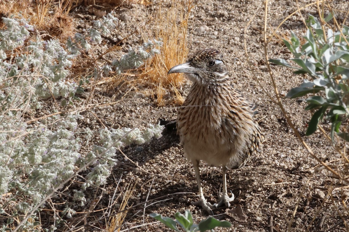 Greater Roadrunner - ML628774828