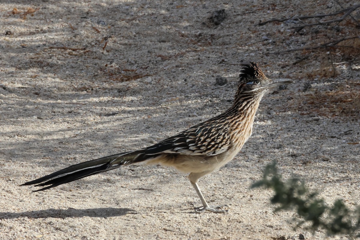 Greater Roadrunner - ML628774831
