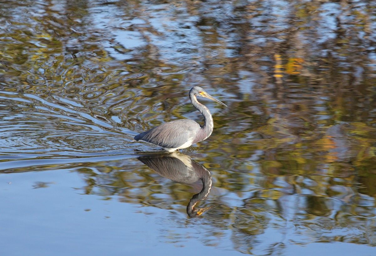 Tricolored Heron - ML628775082