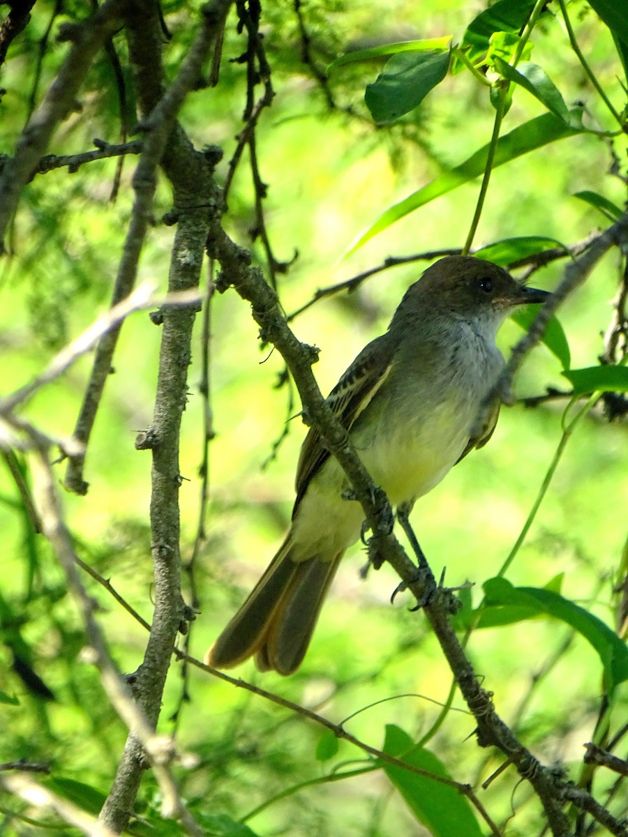 Swainson's Flycatcher - ML628775192
