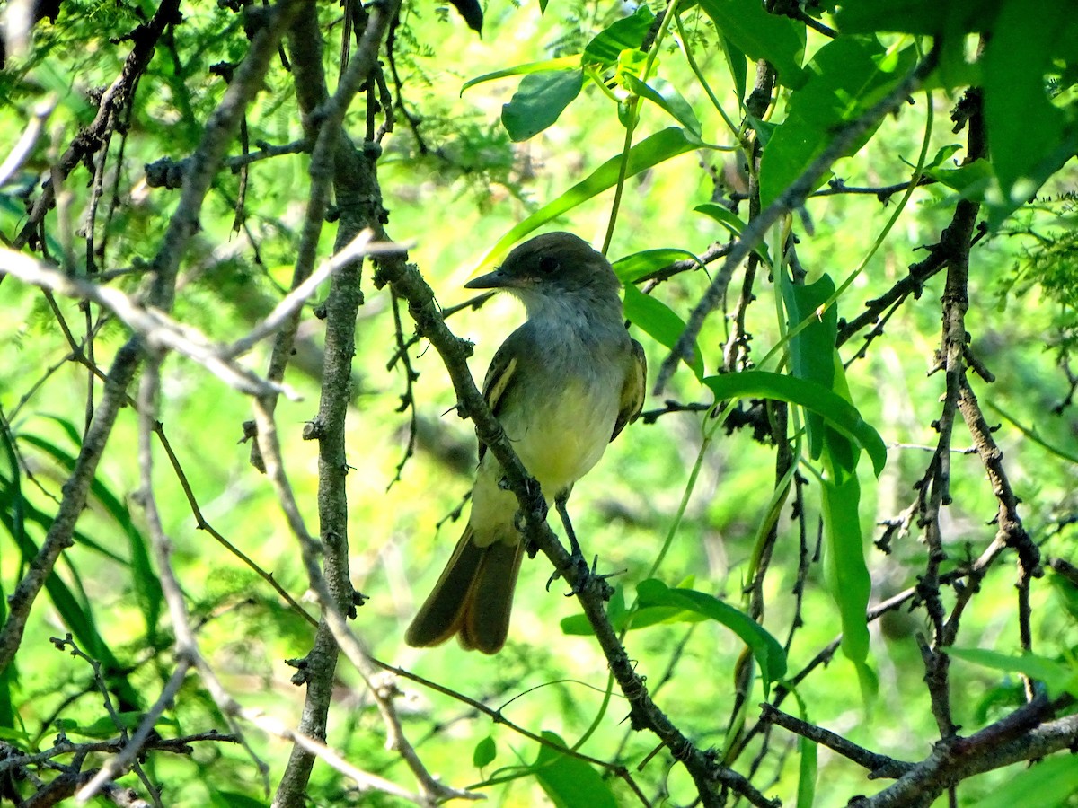 Swainson's Flycatcher - ML628775193