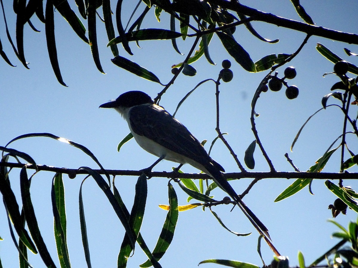 tyran savanový - ML628775202