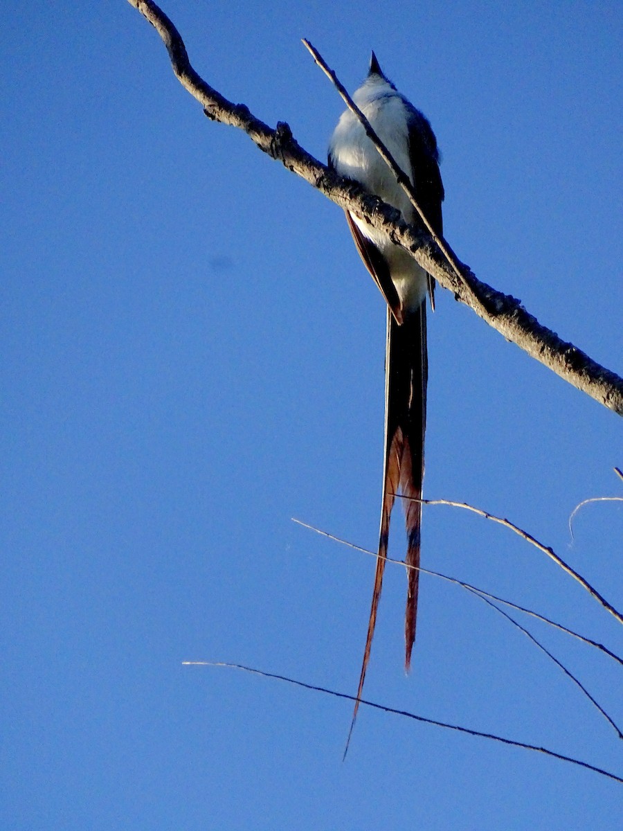 tyran savanový - ML628775204