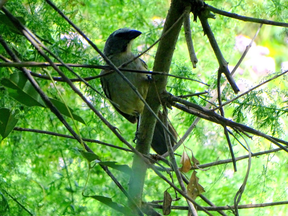 Bluish-gray Saltator - ML628775227