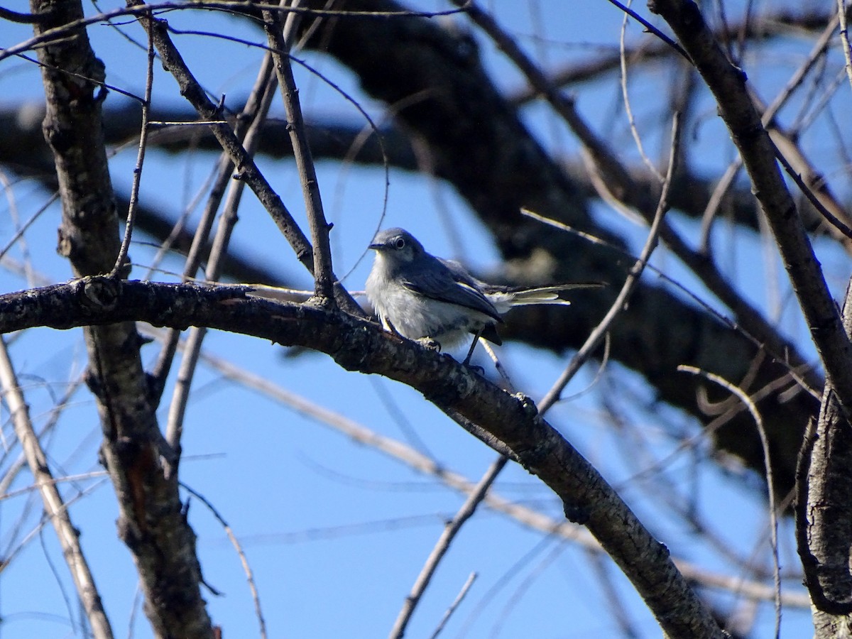 leskot škraboškový - ML628775260