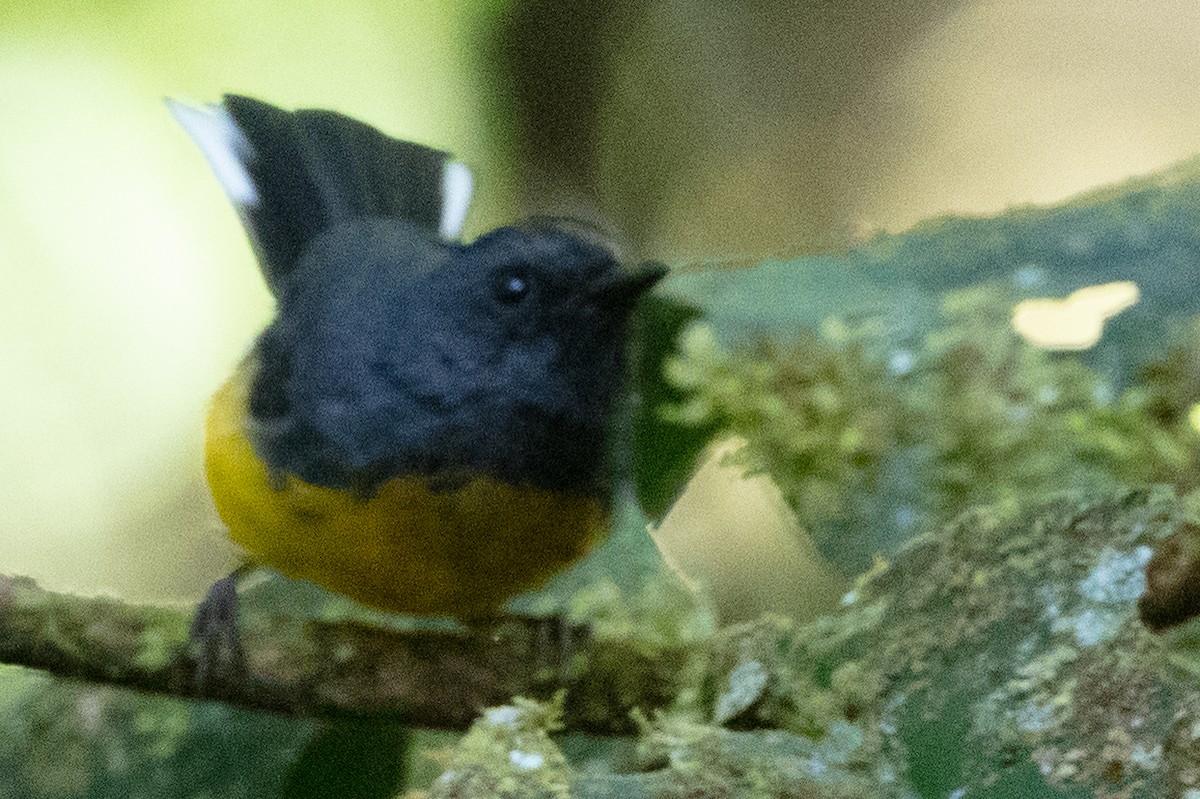 Slate-throated Redstart - ML628775360