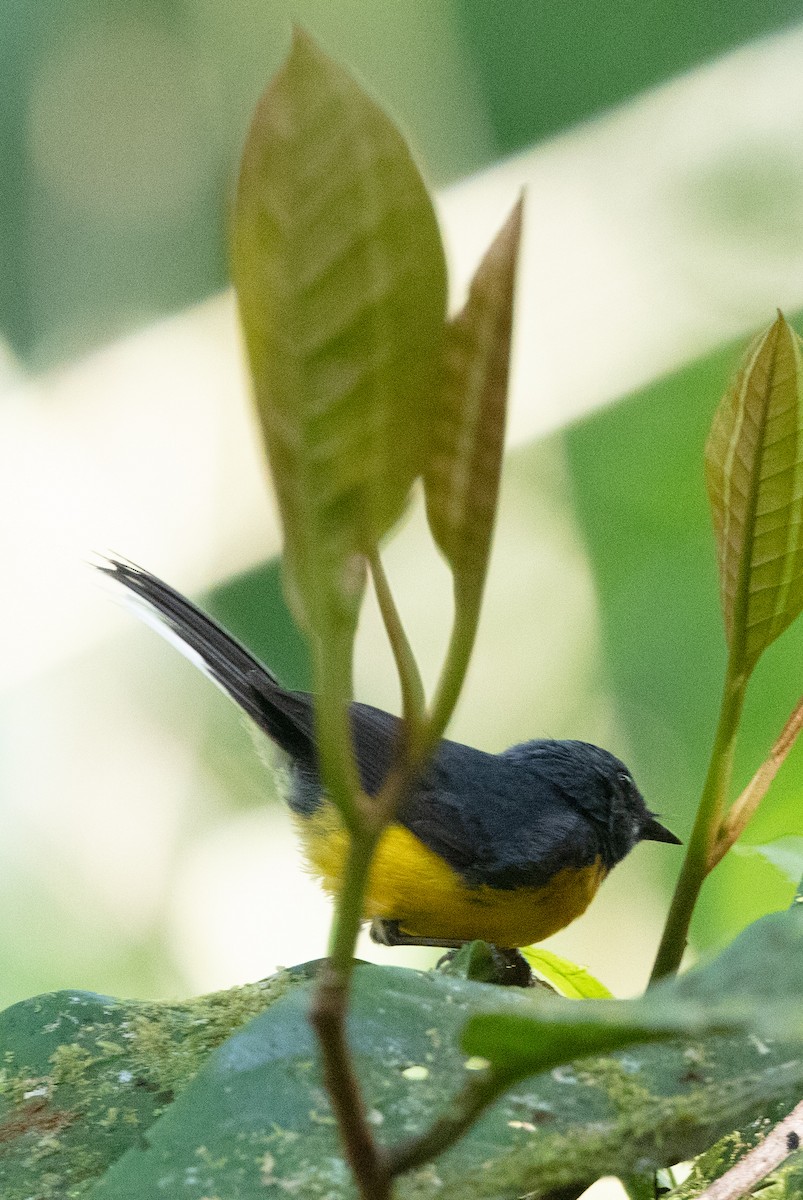 Slate-throated Redstart - ML628775361