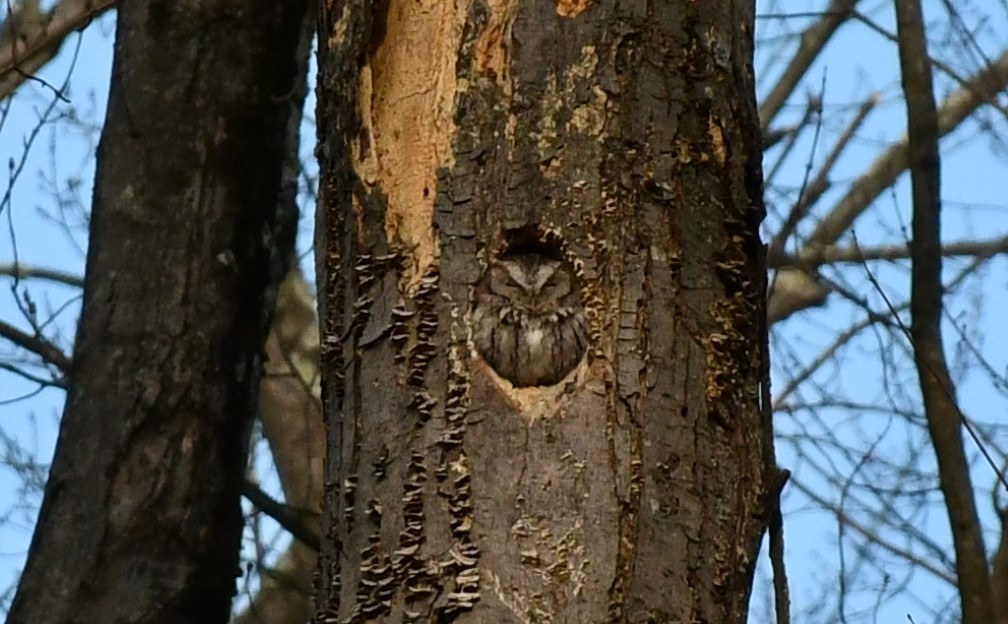 Eastern Screech-Owl - ML628775381