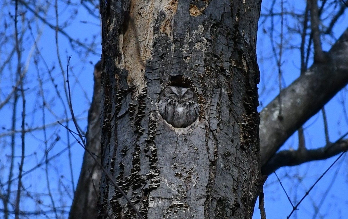 Eastern Screech-Owl - ML628775394