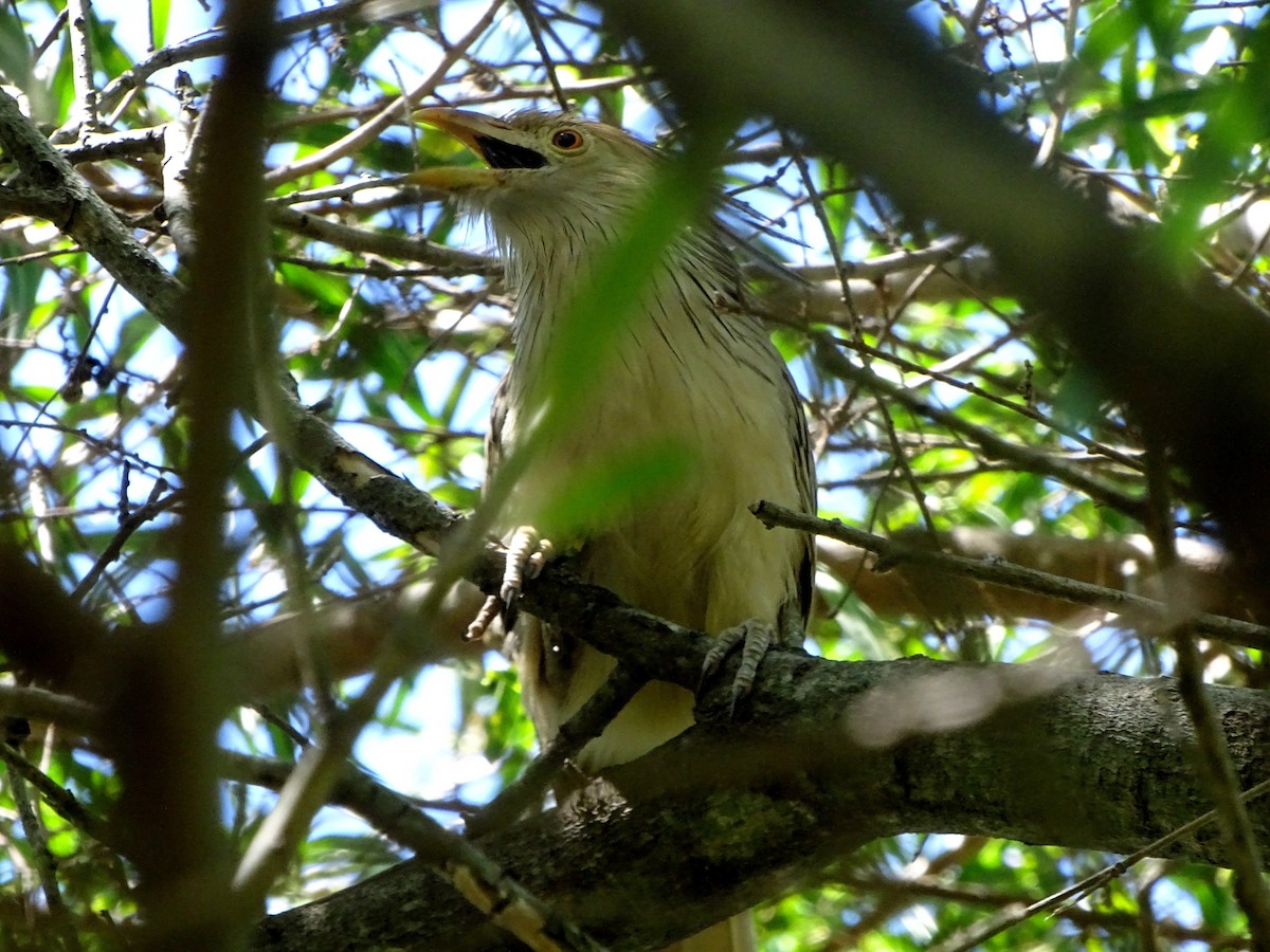 guira chocholatá - ML628775523