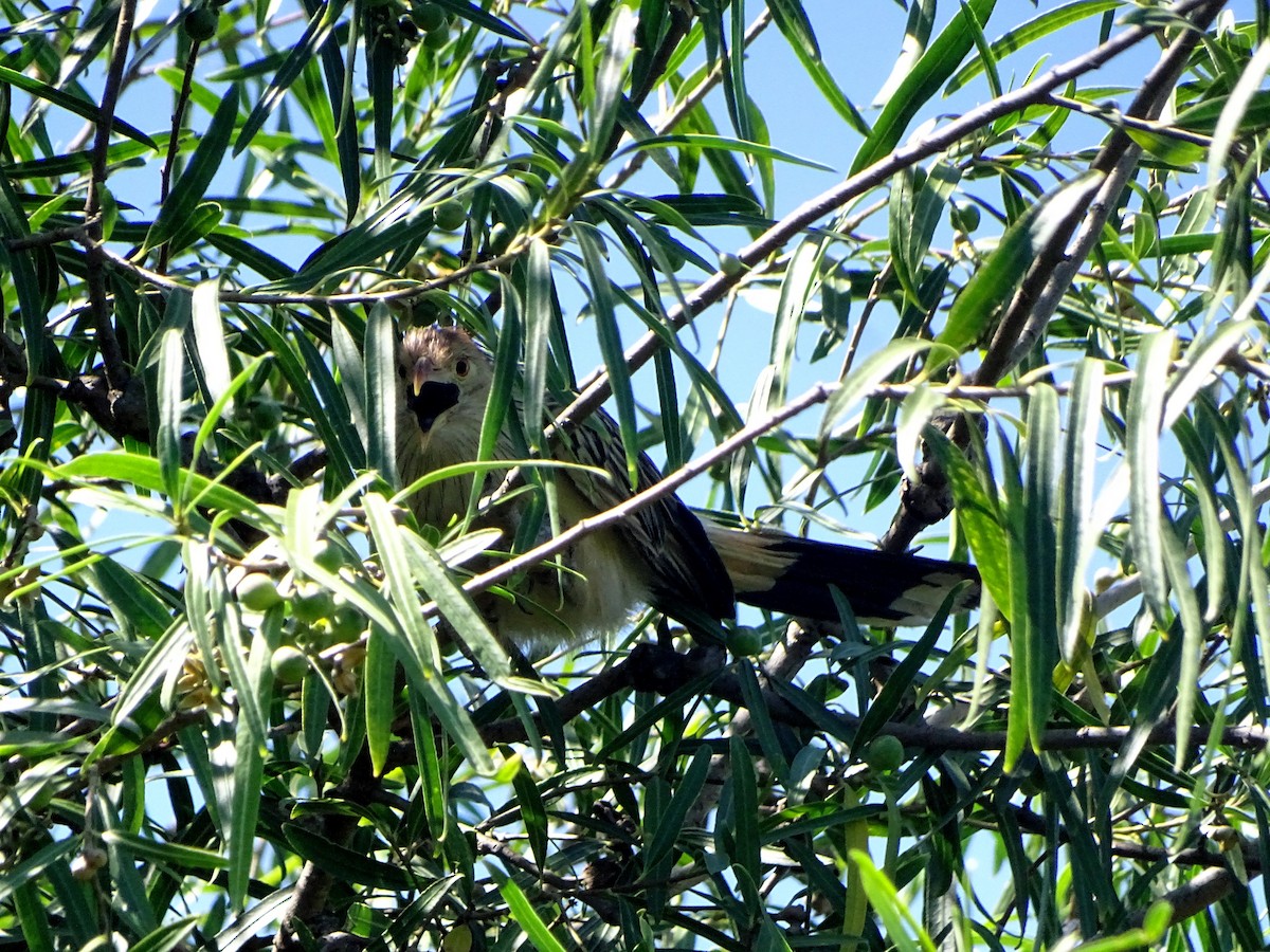 guira chocholatá - ML628775529