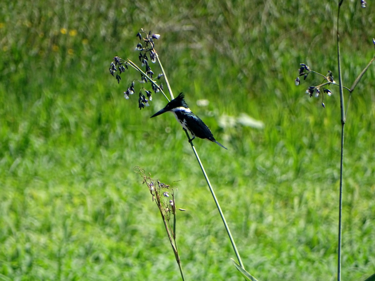 rybařík amazonský - ML628775537