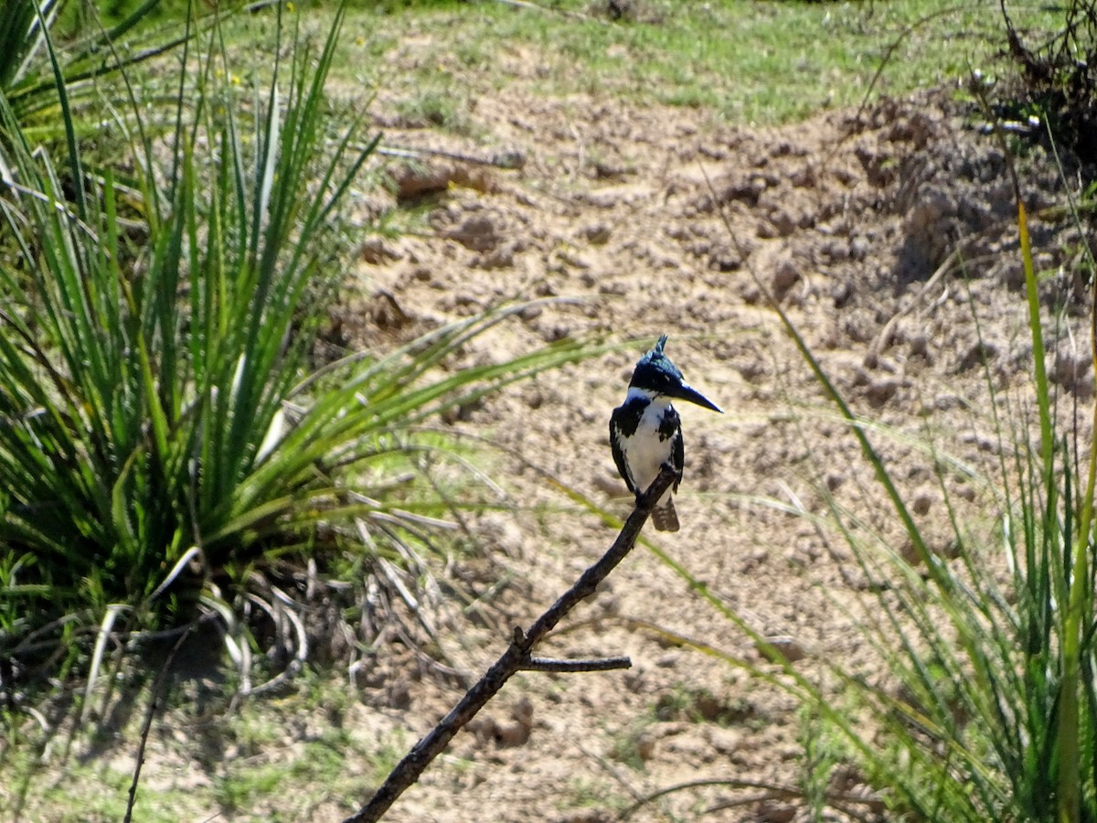 rybařík amazonský - ML628775538