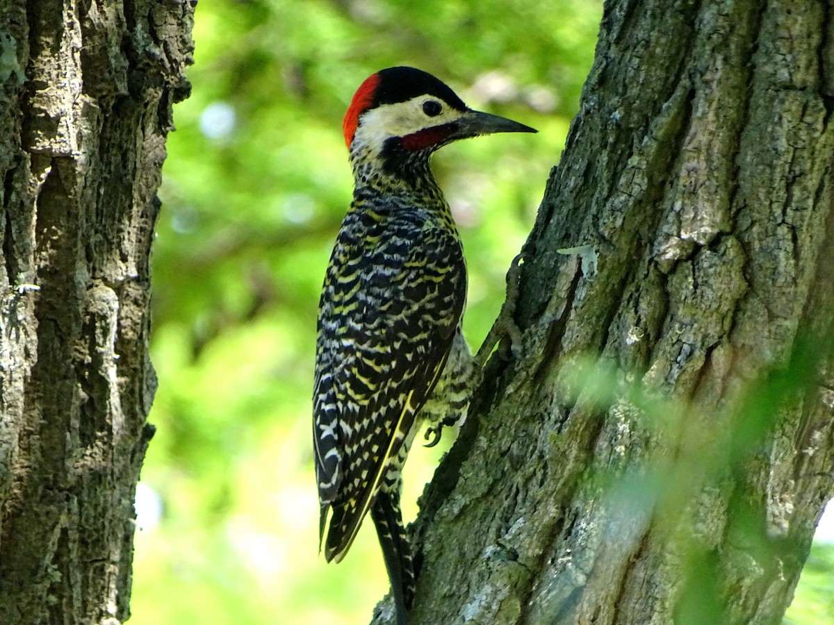 Green-barred Woodpecker - Micaela Fraire