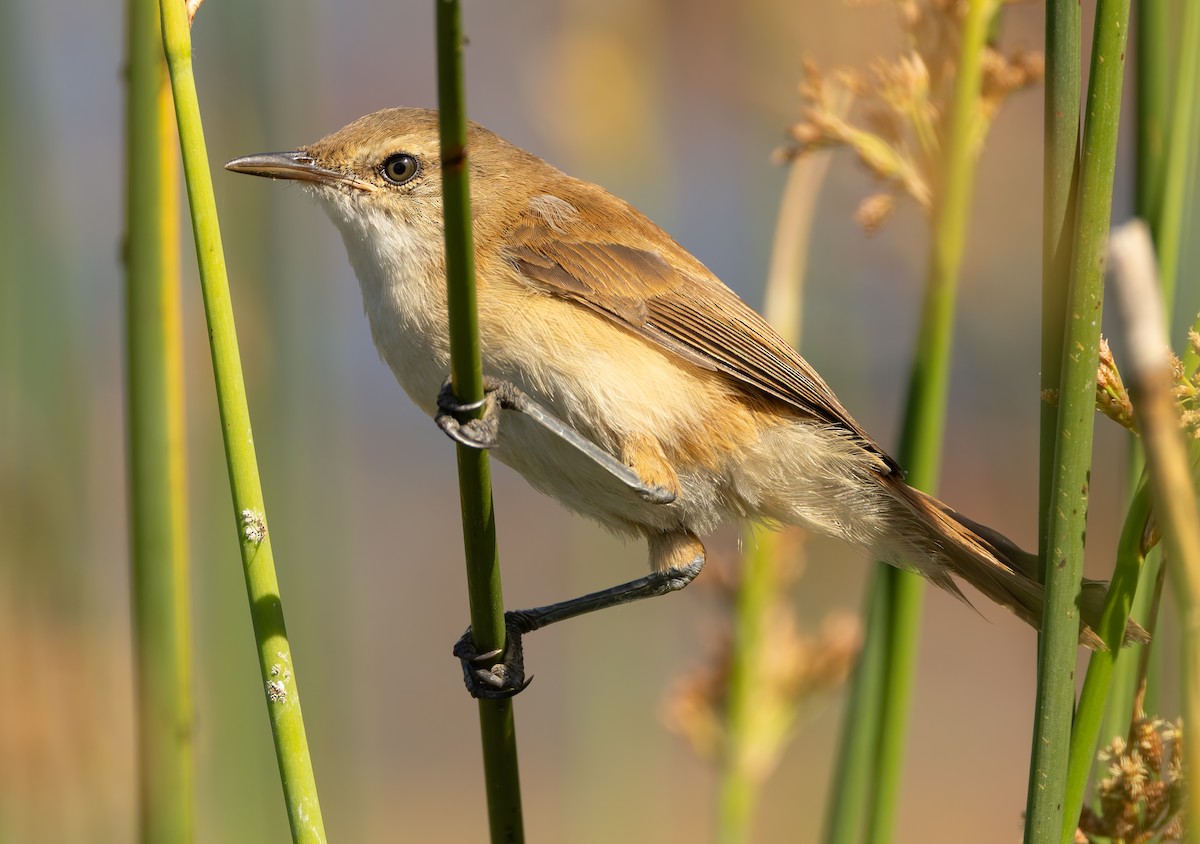 Lesser Swamp Warbler - ML628775545