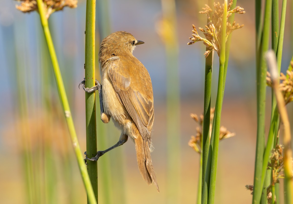 Lesser Swamp Warbler - ML628775551