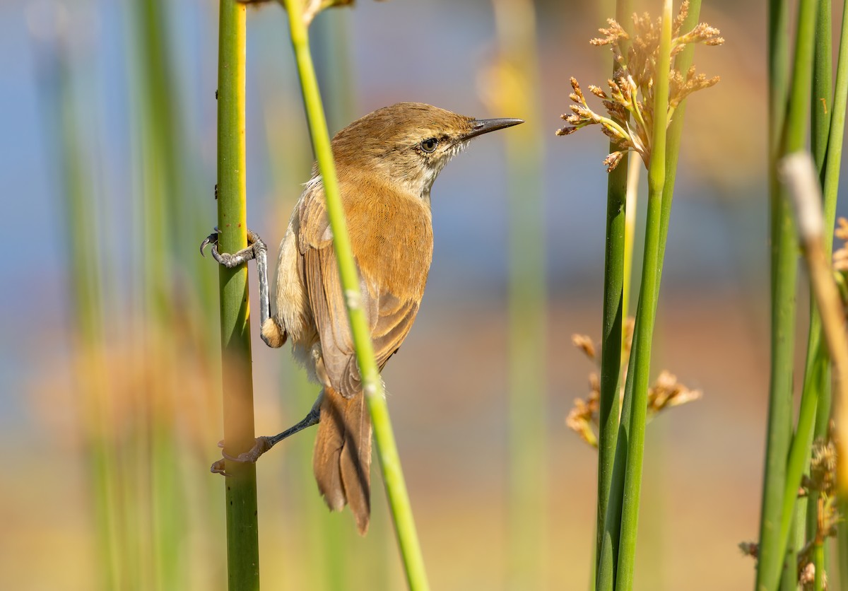 Lesser Swamp Warbler - ML628775555